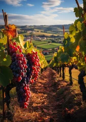Fotobehang Ripe grapes in vineyard at sunset, Tuscany, Italy.Charming Vineyards in the Morning Sun Charming Vineyards Bathed in the Warm Light of the Morning Sun © ND STOCK