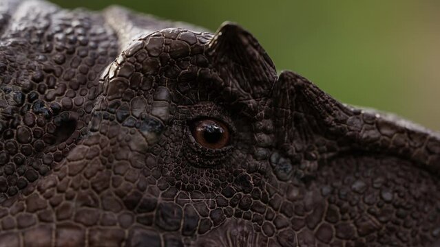 Close up shot of Velociraptor's eye