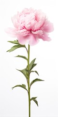 Peony isolated on white background.