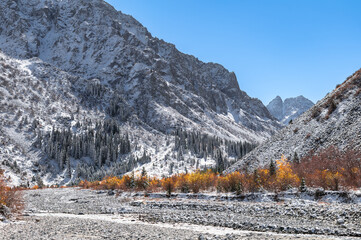 First snow in a mountain gorge. Autumn in the mountains. Snowy fir trees and yellow bushes. Natural...
