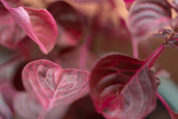 fondo desenfocado de hojas rojas, llamadas hojas de sangre o planta Iresine