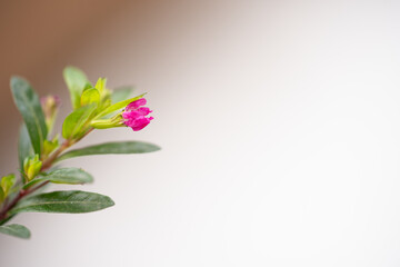 flor pequeña fucsia de planta silvestre con fondo desenfocado