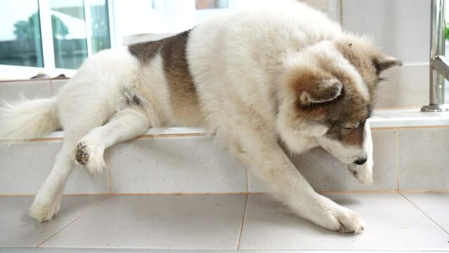 Dogs lick, gnaw, sheep, scratch due to itching. from fungi, bacteria, yeast, along the crotch area of the toes Sometimes they even put it in their mouth. may cause various pathogens ingest