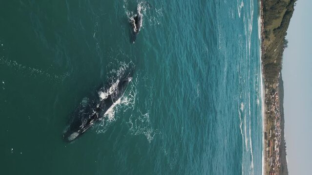 The southern right whales, Eubalaena australis. Mother and calf of the Right Whales swim near Brazilian shore near the town of Imbituba. Calf plays and has fun