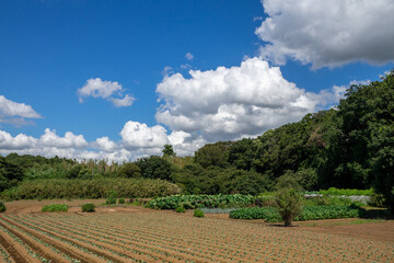 田園風景