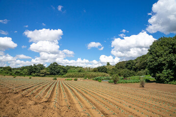 田園風景