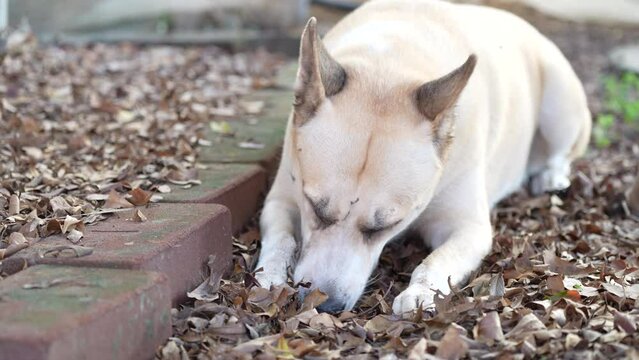 dog lying with bites a bone.