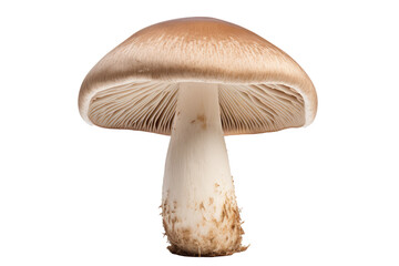  Cremini Mushroom Agaricus 