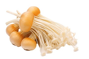  Enoki Mushroom Flammulina