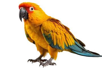 Tuinposter Beautifully yellow and blue parrot macaw bird isolated on a transparent background © Atchariya63