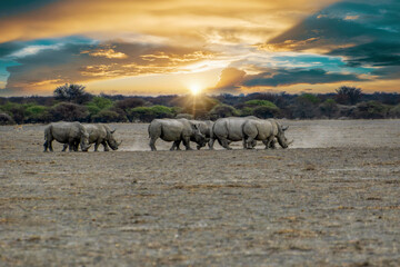 herd of rhino in the savannah, walking at sunset ,acacia trees in the background