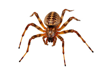  Garden orbweaver spider Araneidae