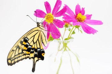 白バックにマゼンダの華やかなコスモスの花の中心にぶら下がって翅を伸ばす羽化したばかりのナミアゲハ蝶