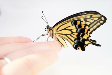 白バックに女性の指先に翅を閉じて止まる可愛らしい黒と黄色のナミアゲハチョウ