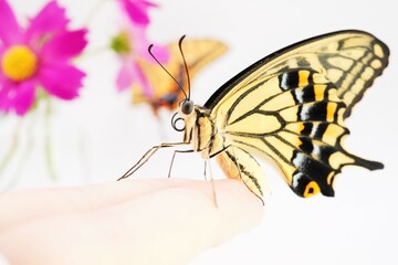 白背景にピンク色のコスモスの花とキアゲハをバックに女性の指に止まる横を向いた綺麗なナミアゲハ蝶