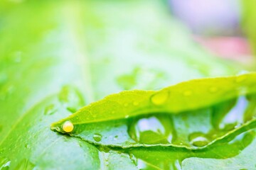 屋外の雨に濡れた果樹、食草のレモンの葉に産み付けられたナミアゲハ蝶の丸く黄色い卵、縦
