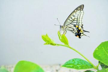 屋外のレモンの葉にたくさんの黄色く丸い卵を産みつけるナミアゲハ蝶