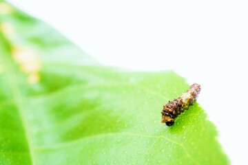 Fototapeta premium 白背景に食草の緑のレモンの葉の上で鳥の糞に擬態するナミアゲハチョウの小さな若齢幼虫