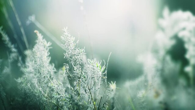 Green grass in a forest at sunset. Plants swaying in the light wind. Shallow depth of field. Beautiful nature background
