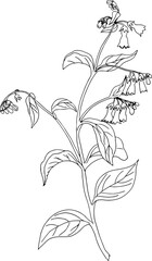 Flower Outline Illustration Vintage Style