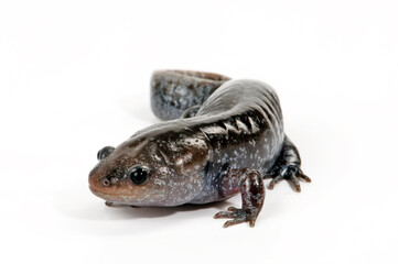 Mole salamander // Maulwurf-Querzahnmolch (Ambystoma talpoideum)