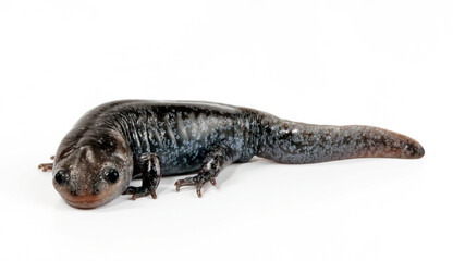 Mole salamander // Maulwurf-Querzahnmolch (Ambystoma talpoideum)