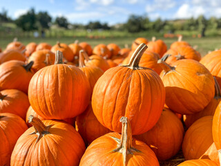 Pumpkins stalks in the field during harvest time in fall. Halloween preparation, American Farm