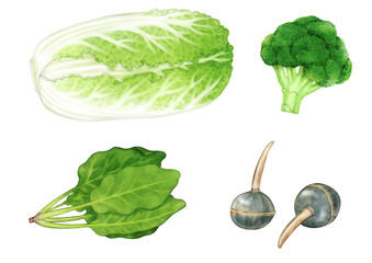 Chinese cabbage, broccoli, spinach, and arrowhead drawn with digital watercolor