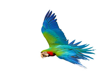 Colorful flying parrot isolated on transparent background png file
