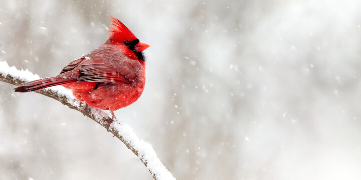 Red Northern Cardinal Bird in Winter: A Symbolic Reminder of Loss and Renewal.  Christmas, Wildlife Photography. 
