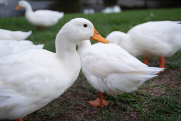 Close up of ducks at the park