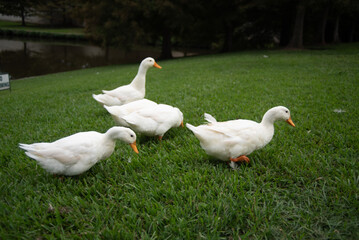 White ducks walking in park by pong