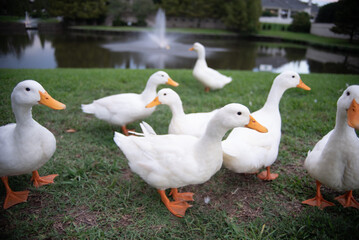 group of ducks by fountain
