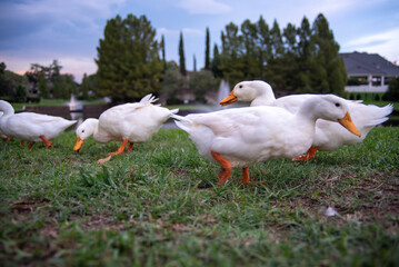 geese in the park
