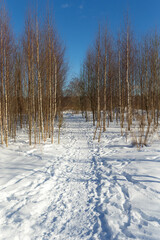 path in a grove