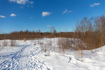 path in a grove