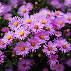 Obraz premium pink and white flowers