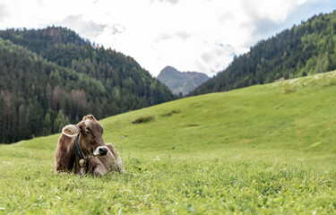 a herd of cattle lying on top of a grass covered field