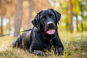 Portrait of a black Labrador dog lying on the grass against the backdrop of the park.