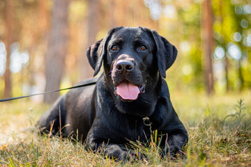 Portrait of a black Labrador dog lying on the grass against the backdrop of the park.