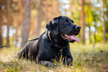 Portrait of a black Labrador dog lying on the grass against the backdrop of the park.