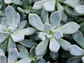 Closeup succulent plants Graptopetalum paraguayense Mother of pearl plant or Purple Ghost plant,...