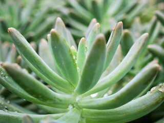 Closeup succulent plant Pachyphytum hookeri Variegata ,Salm Dyck features silvery blue-green ,Pachyphytum hookeri variegated ,pointed succulent leaves ,the leaf tips turn red ,Echeveria ,macro image ,