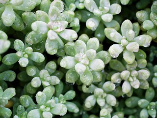 Closeup succulent plant Pachyphytum hookeri Variegata ,Salm Dyck features silvery blue-green ,Pachyphytum hookeri variegated ,pointed succulent leaves ,the leaf tips turn red ,Echeveria ,macro image ,