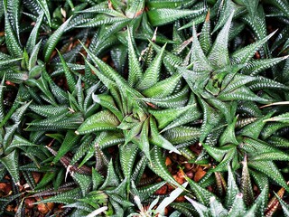 Closeup succulent plants  Haworthia limifolia ,cactus desert plants ,macro image ,tropical ,Haworthiopsis limifolia ,Fairies Washboard 
