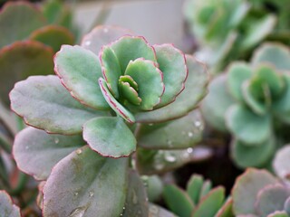  Succulent plant ,Kalanchoe fedtschenkoi variegata tricolor lavender scallops ,gray-green to purple leaves ,scalloped is a shrub forming succulent featuring thick ,Crassulaceae 