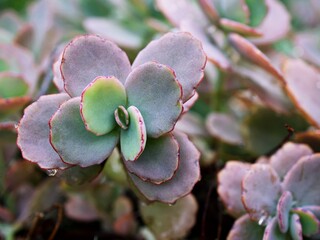  Succulent plant ,Kalanchoe fedtschenkoi variegata tricolor lavender scallops ,gray-green to purple leaves ,scalloped is a shrub forming succulent featuring thick ,Crassulaceae 