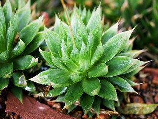 Succulent plant Haworthia mucronata ,Asphodelaceae ,Haworthia decipiens , Cooperi ,Cymbiformis ,Marumiana ,Haworthias ,Glassrim Haworthia 