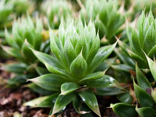 Succulent plant Haworthia mucronata ,Asphodelaceae ,Haworthia decipiens , Cooperi ,Cymbiformis ,Marumiana ,Haworthias ,Glassrim Haworthia 
