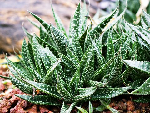 Succulent plant Lace aloe ,Aristaloe aristata ,Aloe aristata 
